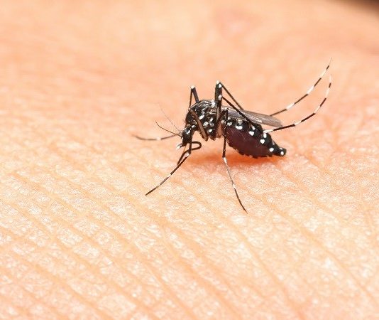 4 Căn Bệnh Nguy Hiểm Do Muỗi Đốt Gây Ra