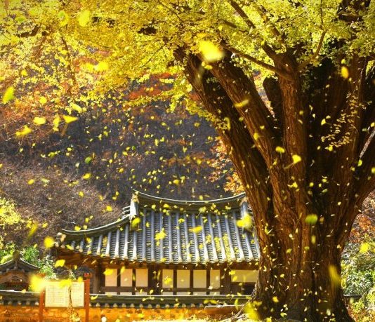 5 lý do “lôi kéo” bạn không thể không đến Hàn Quốc vào mùa thu 2017