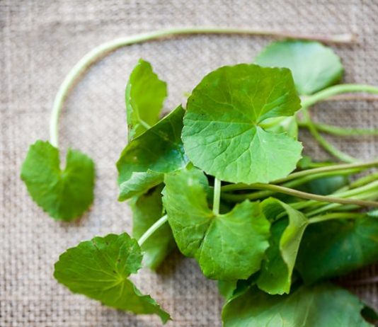 5 Loại tinh chất thiên nhiên có tác dụng trị sẹo thâm hiệu quả.