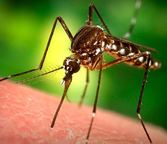 Chống muỗi khi đi du lịch bằng cách nào? kem chống muỗi an toàn