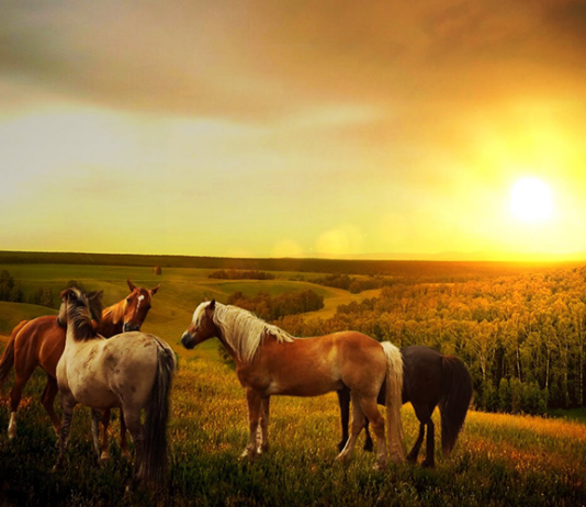 Ý nghĩa của tranh phong thủy “mã đáo thành công” trong kinh doanh