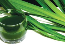 Hương lá dứa thực phẩm, thổi bùng màu sắc và hương vị cho món ăn