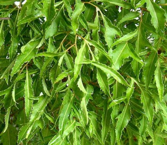 Bài thuốc đông y chữa tắc tia sữa không đau với lá cây