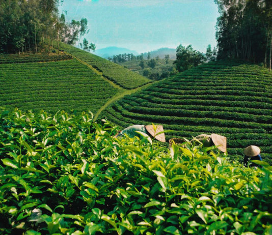 Cơ hội và tiềm năng cho thị trường sản phẩm từ trà xanh