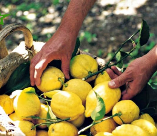 Hương chanh tự nhiên và nước chanh có giống nhau không?