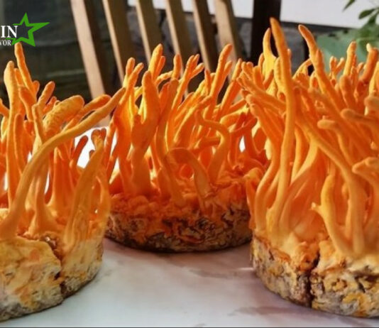 Các loại nấm dược liệu ưa chuộng trong sản xuất thực phẩm chức năng